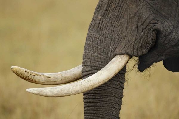 Kenya, Masai Mara, African elephant tusks